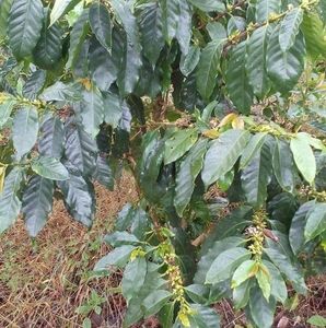 Meet your Posher, Edilalfonso